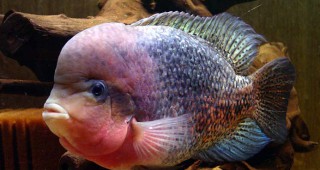 Новозеландски учен откри, че рибите са приказливи