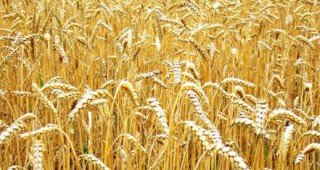 Сортът Болярка – царицата на пшениците