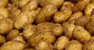 Фонд Земеделие изплаща субсидиите на производителите на картофи