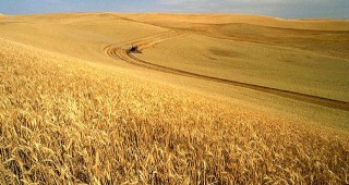 Падналите дъждове в Добричко ще забавят жътвата на пшеницата
