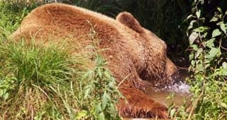 Румънски ловци заловиха мечки в курортния град Синая