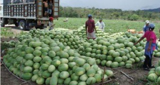 Блокират вноса на зеленчуци на занижени цени