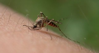 Днес работна група решава за борбата с комарите по Дунав
