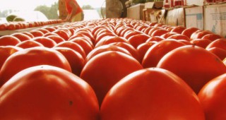 Фонд Земеделие ще кредитира с 689 647 лева производството на пипер и домати