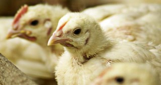 Доставките на птиче месо от САЩ на руския пазар ще бъдат възобновени