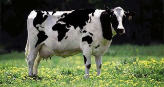 Изчезва ли болестта луда крава?