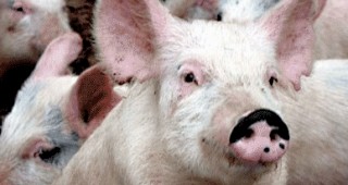 ЕК вдигна забраната за търговия със свинско месо от България
