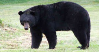 Искат разрешително за отстрел на мечки от Мирослав Найденов