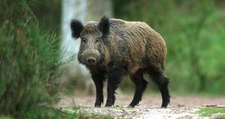 Диви свине нападат картофените ниви в родопското село Ковачевица