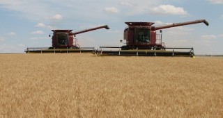 Преполовена е жътвата на пшеница в Силистренско