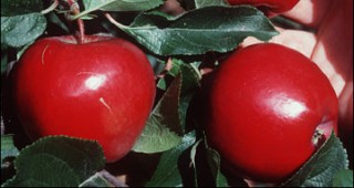 Ябълките помагат да живеем здравословно