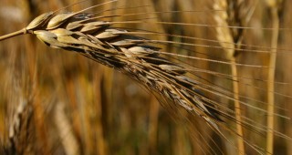 Влошено е качеството на пшеницата в Добруджа