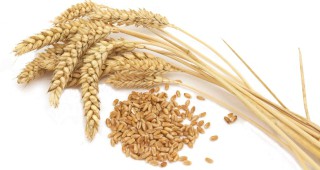 Прогнозата за производството на пшеница в Европа отново се понижава