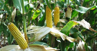 Цената на царевицата ще скочи с близо 9% в началото на 2011 година