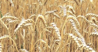 Цената на пшеницата стигна своя максимум