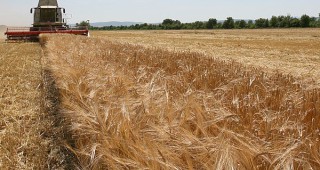 Жътвата на пшеница – на приключване в крайморските общини на Добруджа