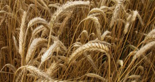 Цената на пшеницата расте с темпове