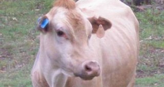 Месо от клонирани крави се предлага в британската търговска мрежа