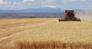 Дъждовете са виновни за лошото качество на родната пшеница