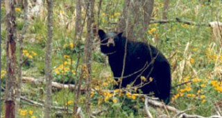 В МОСВ няма постъпили искания за издаване на нови разрешителни за отстрел на мечки