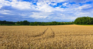 Увеличава се износът на пшеница
