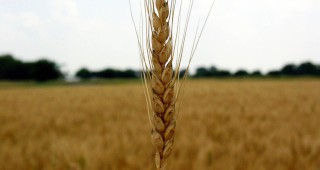 В две общини на Добричка област все още се жъне пшеница
