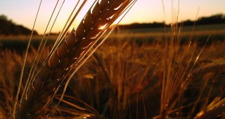 Реколтираните площи с пшеница в Пловдивско са 98.63%