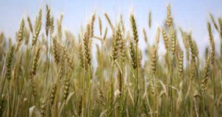 400 килограма от декар е средният добив на пшеница в Плевенско