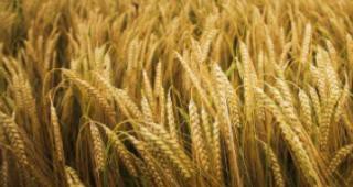 Няма много сключени сделки за зърно от новата реколта в Пловдивско