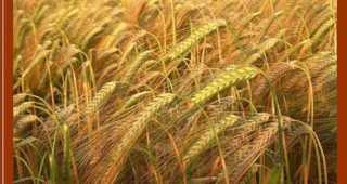 Цените на зърнените култури в България - спекулирани
