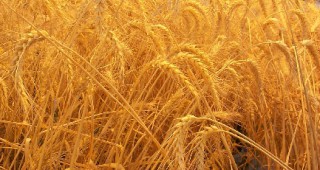 Руските власти трябва да осигурят подкрепа на износителите на зърно