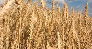 Сега е моментът да изнасяме пшеница