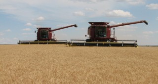 185 хил. тона пшеница произведоха стопаните в Силистренско