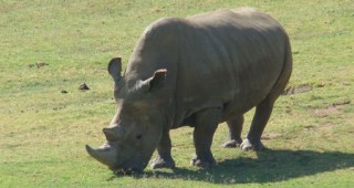 Зоопарк създаде апартамент за меден месец на носорози