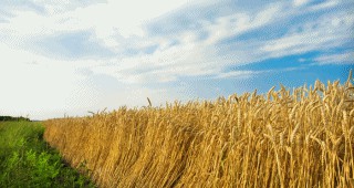 Песимистична прогноза за производството на зърнени култури в ЕС