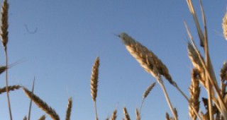 Световната банка - против ограниченията за износа на зърно