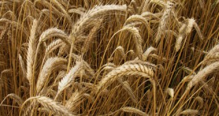 Влезе в сила забраната за износ на зърно в Русия