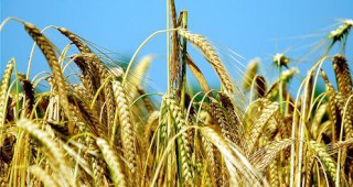 Световният пазар за фуражни добавки ще достигне 15,4 милиарда щатски долара