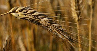 Пшеницата ще остане скъпа