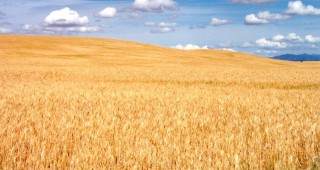 Приключи жътвата на пшеница в област Силистра