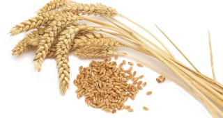 БДС за пшеницата