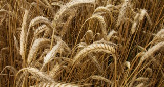 Цените на пшеницата падат