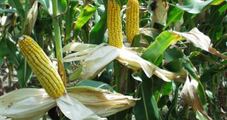 Министерството на земеделието на САЩ намалиха прогнозата за световното производство на царевица