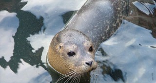ЕС забрани продуктите от тюлени