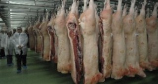 Цените за кланични трупове от свине следват обичайния сезонен ход