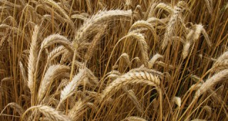 Добивът на пшеница в община Гоце Делчев е около 270 кг от декар