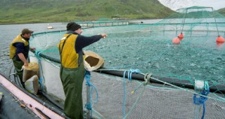 Сладководно рибовъдство в язовир 