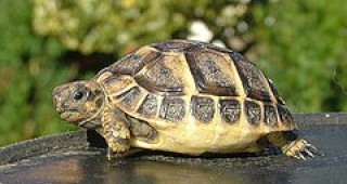 Открито е естествено находище на сухоземни костенурки на територията на парк Витоша