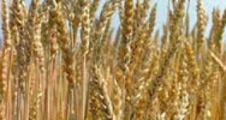 Румъния увеличава резервите си от пшеница с 400 000 тона