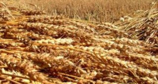 В Русия няма дефицит на зърно